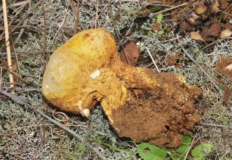 Scleroderma meridionale